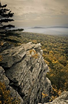 a lone tree sitting on top of a large rock