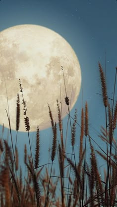 the full moon shines brightly over tall grass