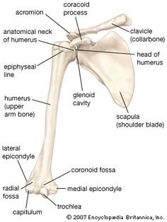 the bones of the shoulder and upper limbs