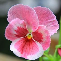 a pink and white flower with green leaves