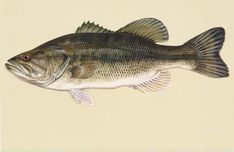 a drawing of a large mouthed fish on a beige background with watermarks