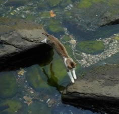 a cat drinking water from a pond filled with rocks