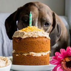 a dog looking at a cake with candles on it