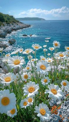 some white and yellow daisies by the ocean on a sunny day with blue sky