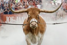 a bull with large horns is walking in front of a crowd