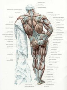 the muscles are labeled in this diagram