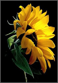 a yellow sunflower with green leaves in front of a black background and white border