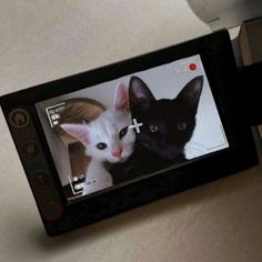 a cell phone with two cats on the screen