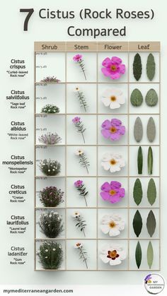 a poster with different types of flowers and plants on it's sides, including the names