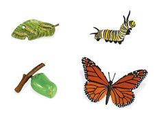 the life cycle of a butterfly and caterpillar