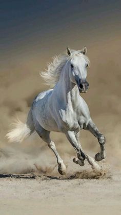 a white horse is galloping through the desert dusty ground with its front legs in the air