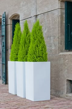 three tall white planters with green trees in them