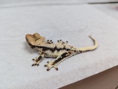 Crested Gecko – via Run It Reptile Expo, and Gecko Junkie