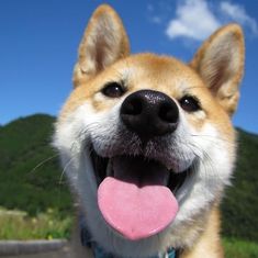 a close up of a dog with its tongue out