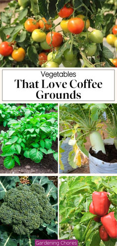 From Bean to Green: Top Vegetables Thriving on Coffee Grounds! In Garden Composting, Using Coffee Grounds In Garden, Storing Garden Vegetables, How To Use Coffee Grounds In The Garden, Plants That Like Coffee Grounds, Vegetable Garden Pots, What Plants Like Coffee Grounds, Outdoor Pergola Ideas, Coffee Grounds In The Garden