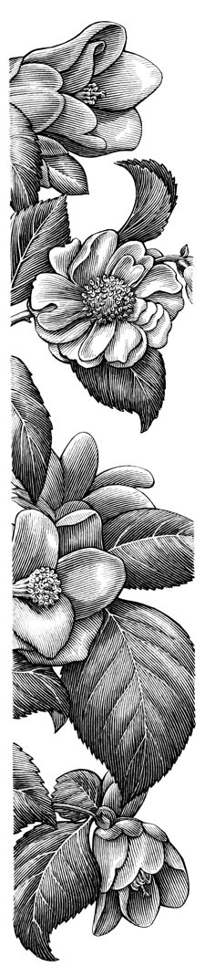 an ink drawing of water lilies in black and white