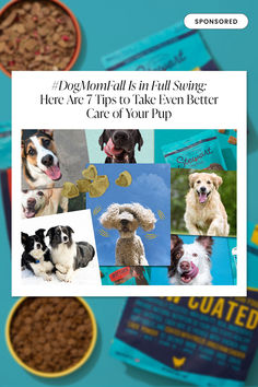 #ad It’s a good feeling knowing you’re giving your dog the best quality products you can this fall—here are some we’re loving right now, including high-quality items like Stewart all-natural dog food. All Natural Dog Food, Natural Dog Food, Good Feeling, Dog Care Tips, Dog Eating, Production Company, Dog Care