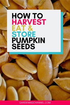 pumpkin seeds with the title how to harvest, eat and store pumpkin seeds on it