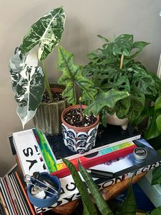 some plants and books on a table