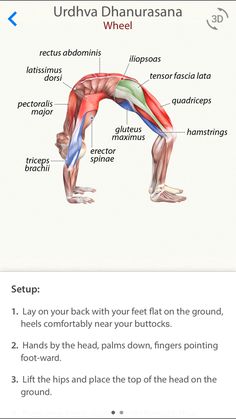 an image of the muscles and their functions in this exercise manual for runners, cyclists, and walkers