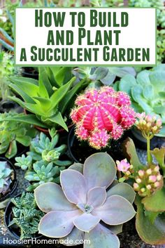 an assortment of succulents and plants with text overlay that reads how to build and plant a succulent garden