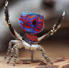 a colorful spider sitting on top of a piece of wood