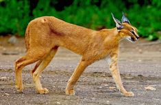 a small brown cat walking across a dirt field