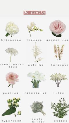 an iphone screenshot showing different types of flowers and their names on the phone screen