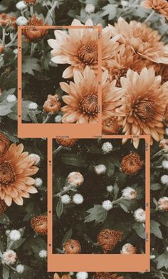 an orange and white photo frame surrounded by flowers with the words sunflowers on it