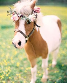 a brown and white horse wearing a flower crown