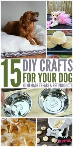 the top five diy crafts for your dog