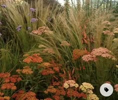 some very pretty flowers and plants in the grass