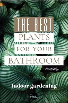 the best plants for your bathroom