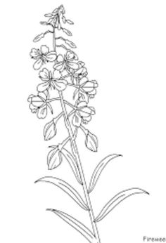 a drawing of a flower on a white background