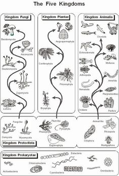 the five kingdom plants and animals worksheet with pictures for kids to print out