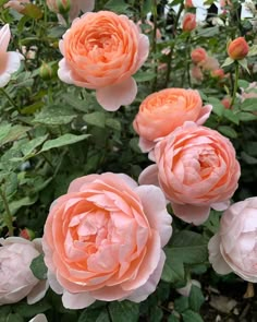 several pink roses blooming in a garden