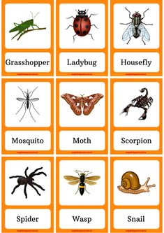 an orange and white poster with different types of bugs, insects, and other insect species