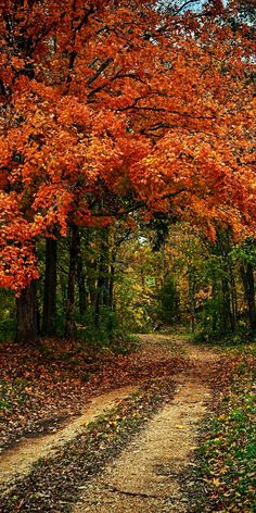 a dirt road surrounded by trees with orange leaves