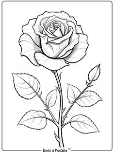 a drawing of a rose with leaves