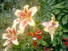 some yellow and pink flowers are in the grass