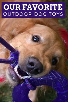 a dog holding a toy in it's mouth with the caption our favorite outdoor dog toys