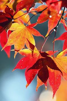 red and yellow leaves with drops of water on them