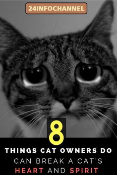 a cat with the words 8 things cat owners do can break a cat's heart and spirit