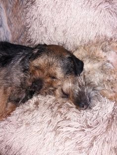 a small dog sleeping on top of a fluffy blanket