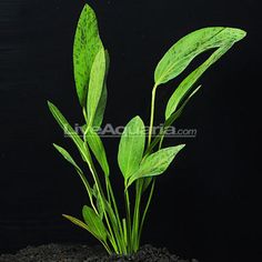 the plant is growing out of the soil in the dark room with water and black background