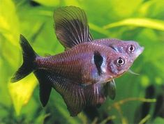 two purple fish in an aquarium with green plants