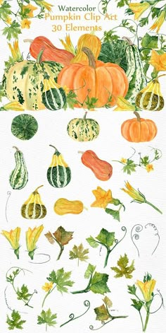 watercolor pumpkins and gourds are shown in this drawing