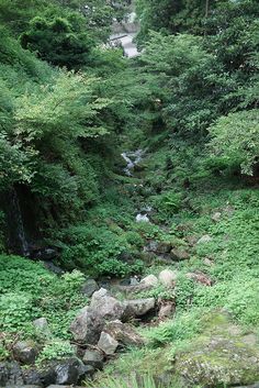 a stream running through a forest filled with lots of green plants and rocks on the ground