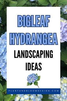 blue hydrangea flowers with the words, big leaf hydrannaea landscaping ideas