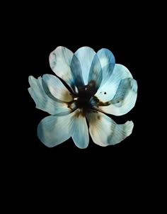 a blue flower is shown in the dark